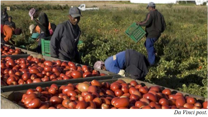 tomates_migrants.jpg