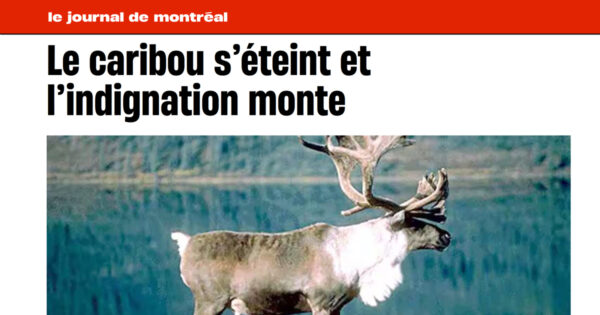 Le caribou s’éteint et l’indignation monte